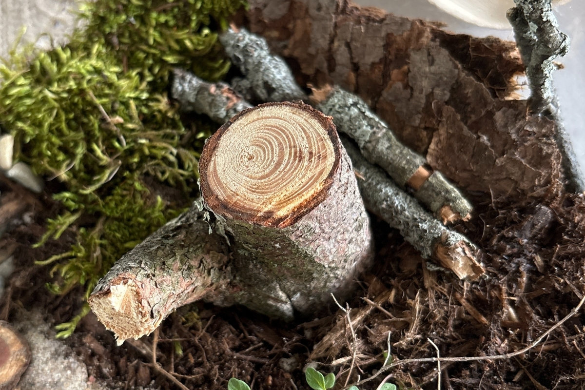 Terrarium materials arranged on moss beside a tree trunk