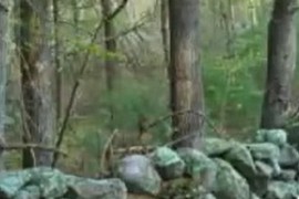 A traditional New England stone wall running through a wooded landscape
