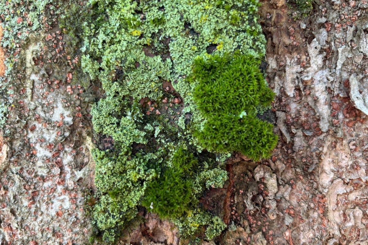 Bright green moss and lichen growing across textured willow bark